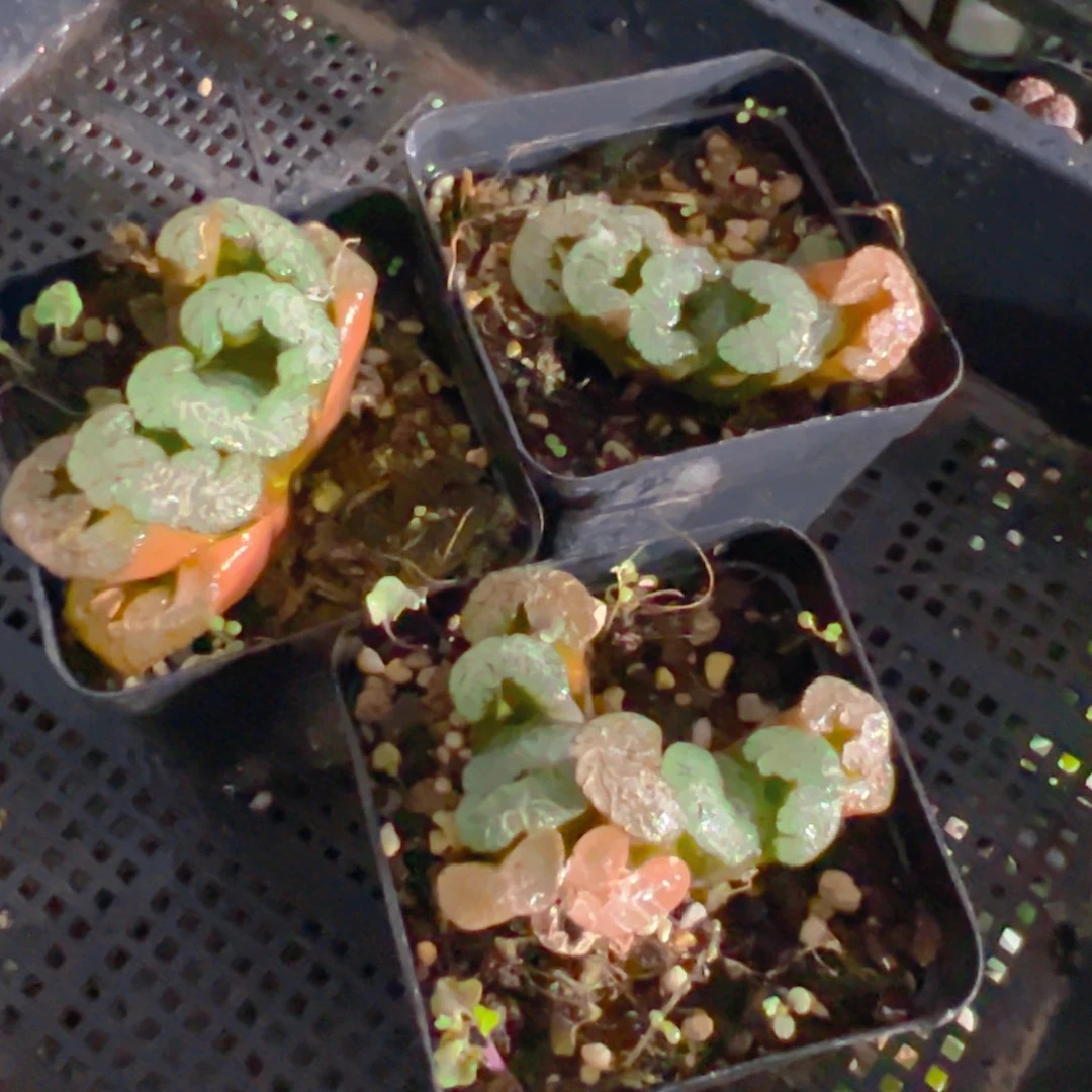 黑武泰玉扇多肉一颗