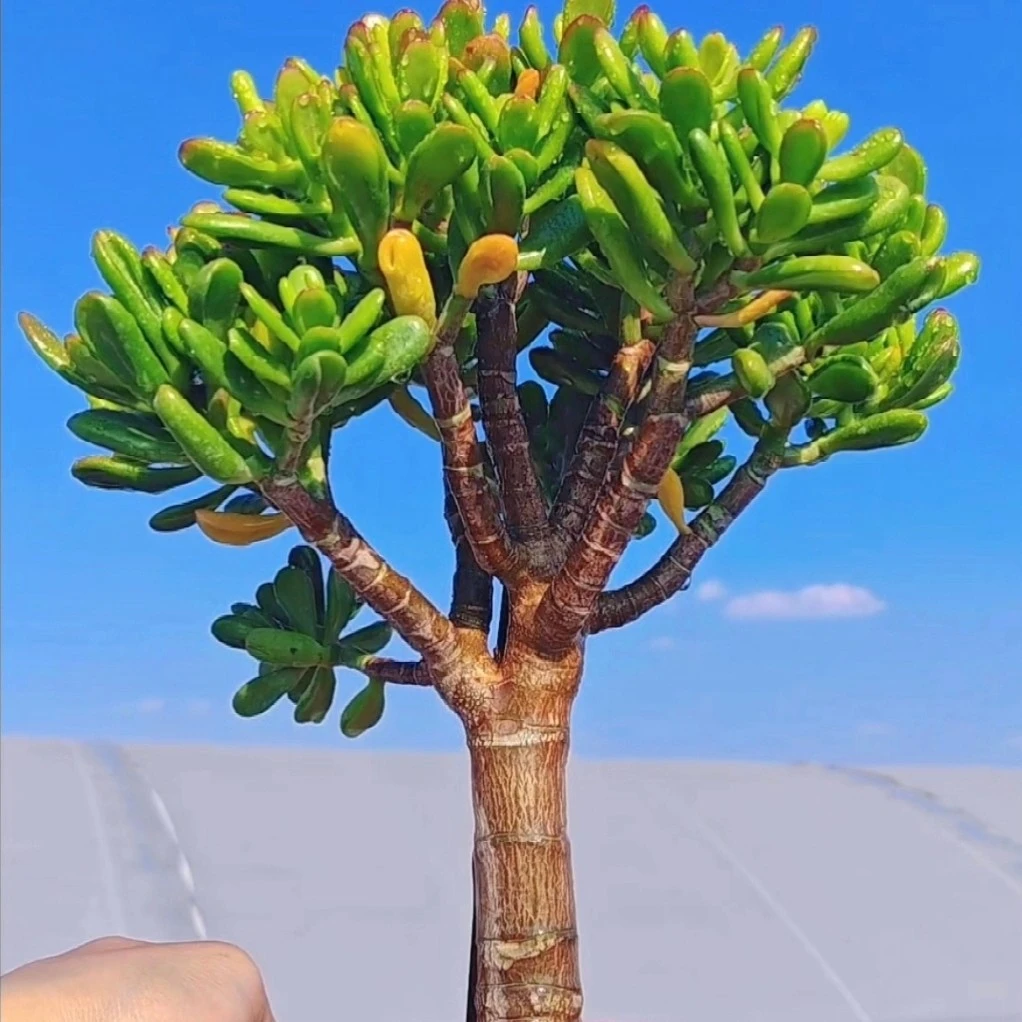 招财猫老桩多肉植物直播间一物一拍的商品大小颜色以直播间为准