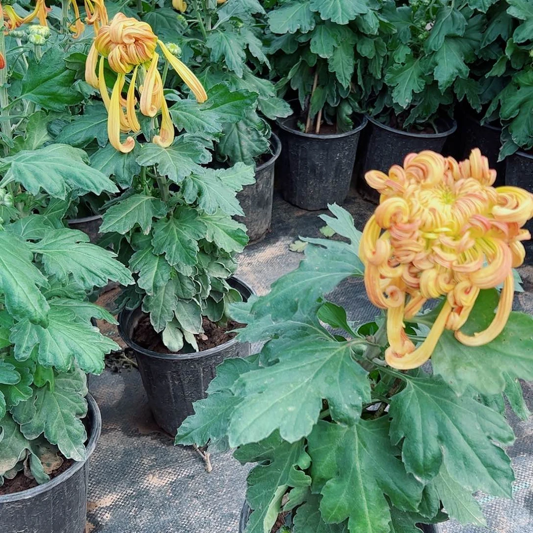 完全开放七彩北汤原盆原土