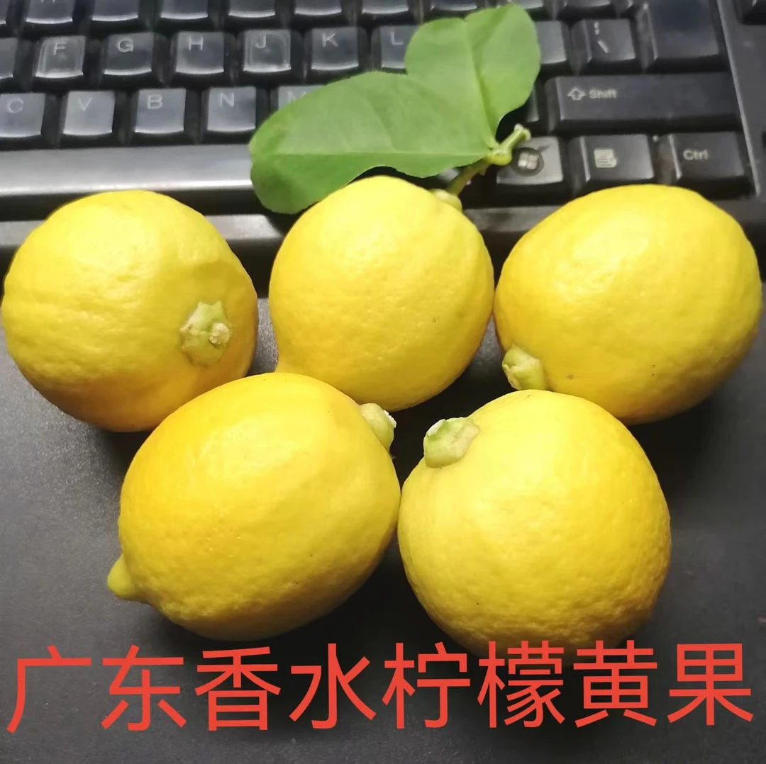 广东柠檬香水柠檬黄柠檬奶茶店家用都可香水柠檬批发大果
