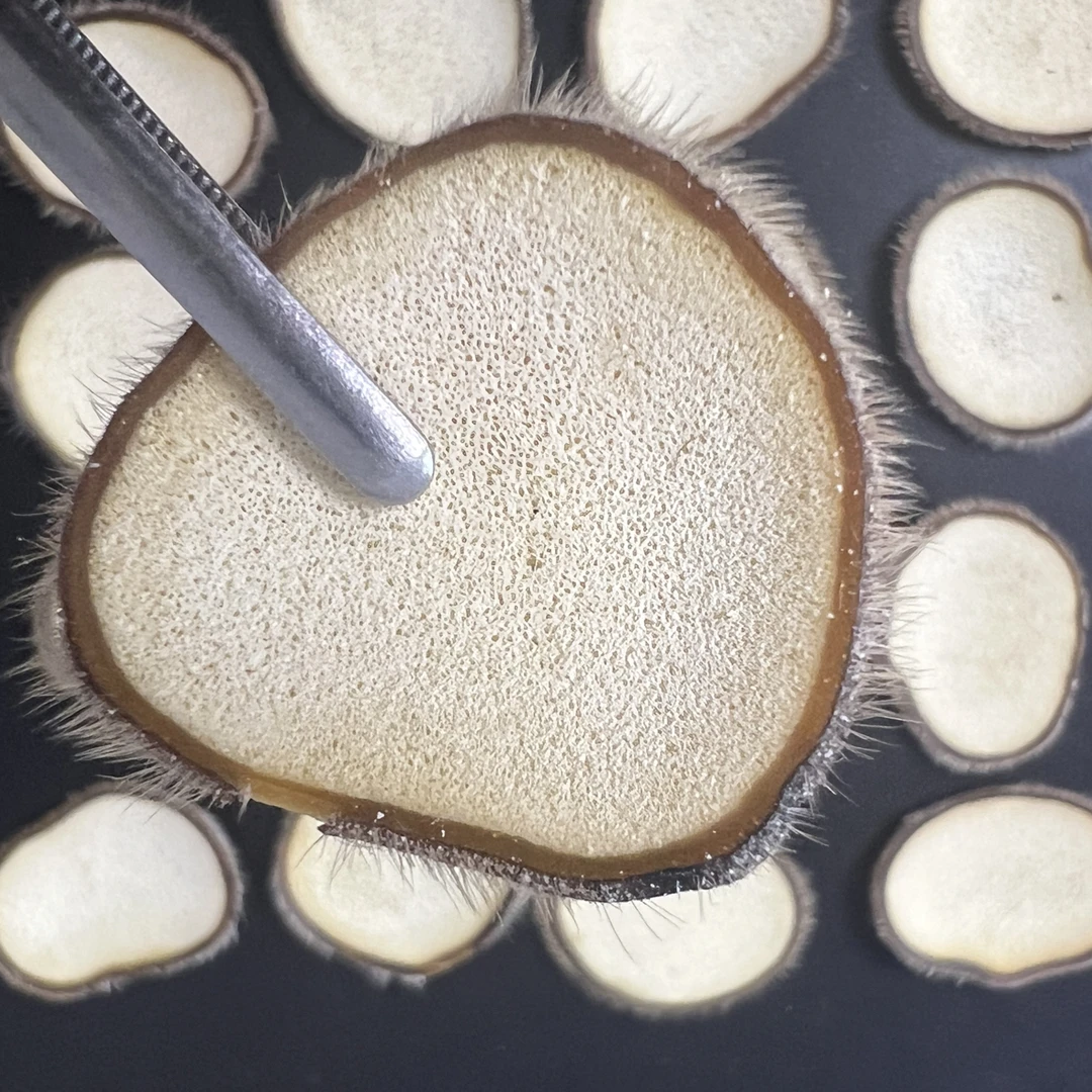 梅花鹿头茬主干排血特粉片，可泡水煲汤打粉泡酒