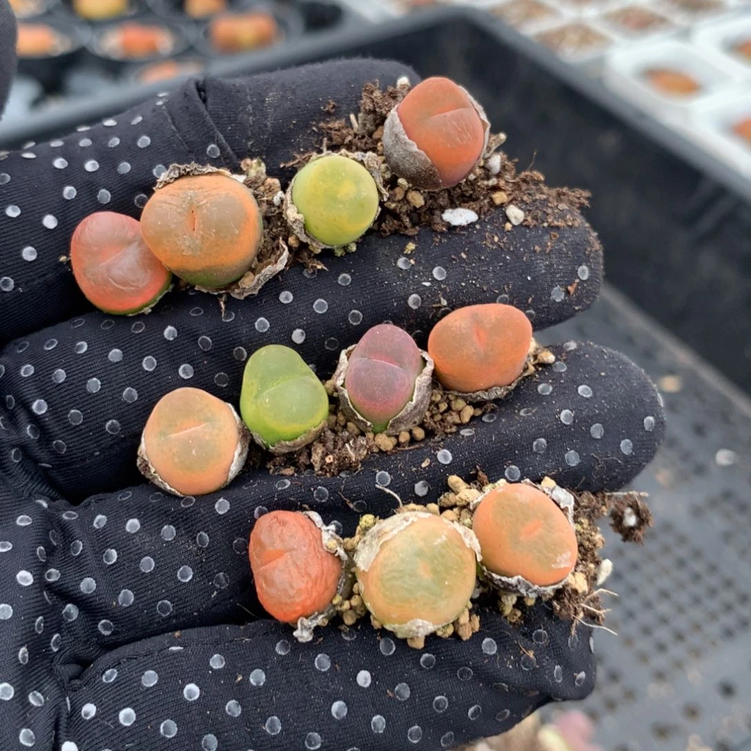 415彩桃一组福利