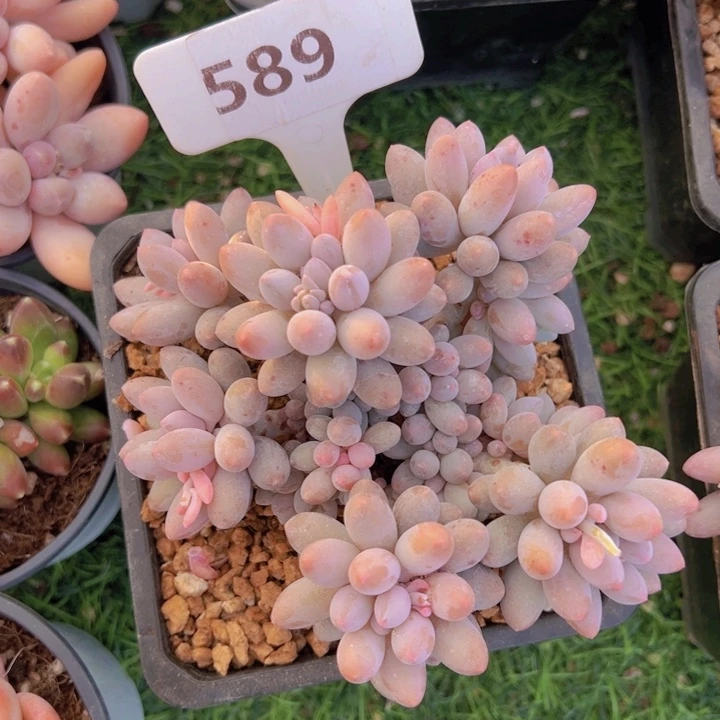 健健康康平平安安