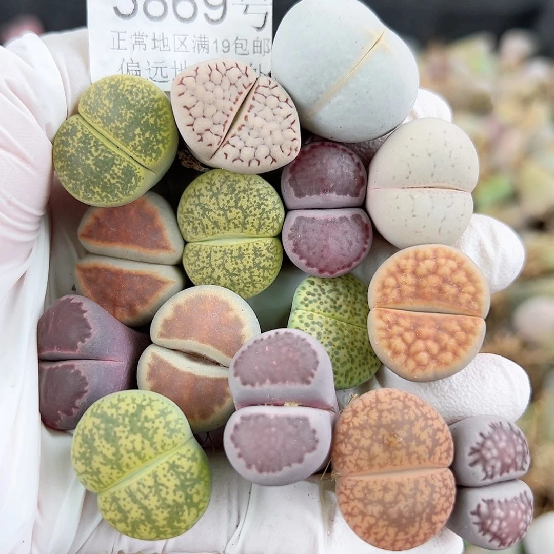 3869 好养易活生石花大母本15个1.5.-2cm有颗高尔夫