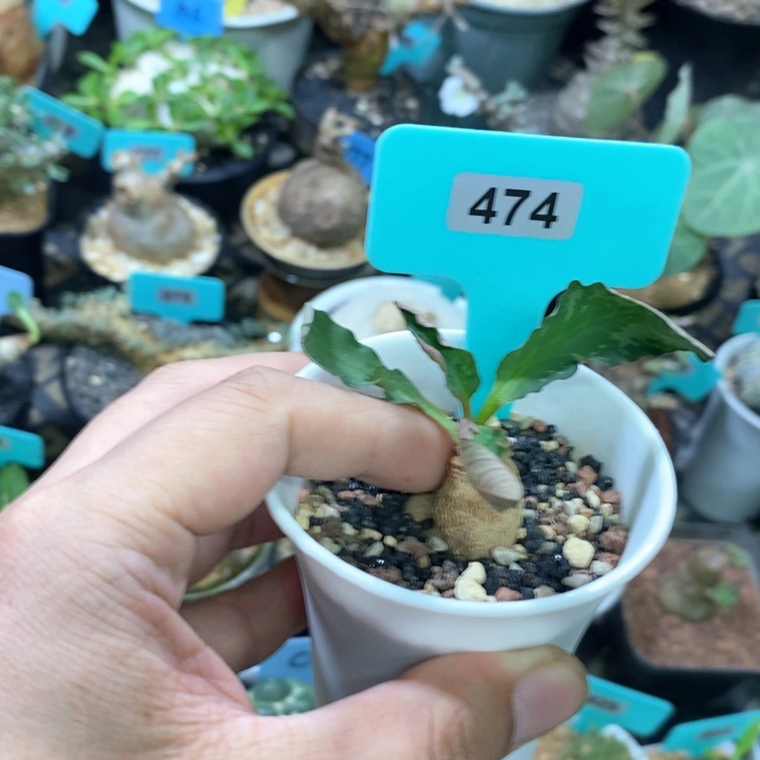 莫拉提大戟多肉植物