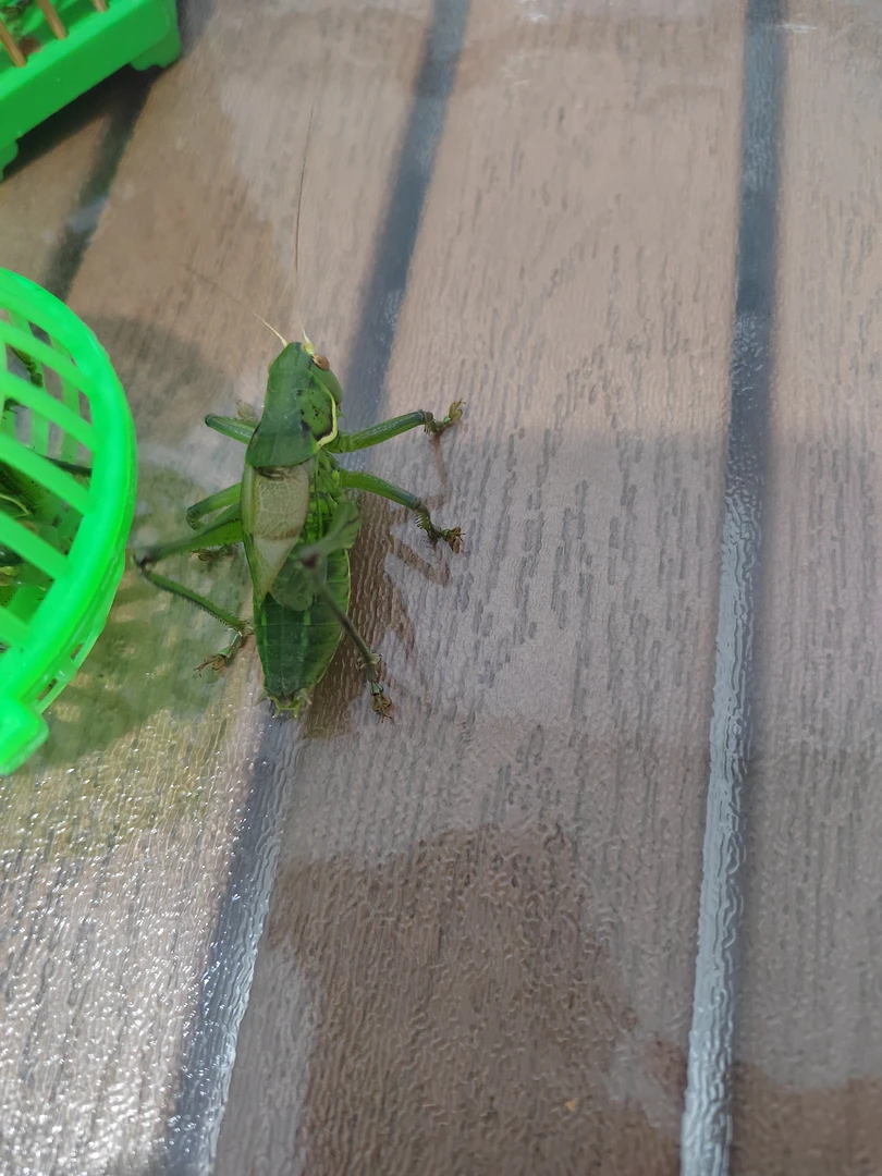 精品小野蝈蝈两只随意发，偏远地区不包邮