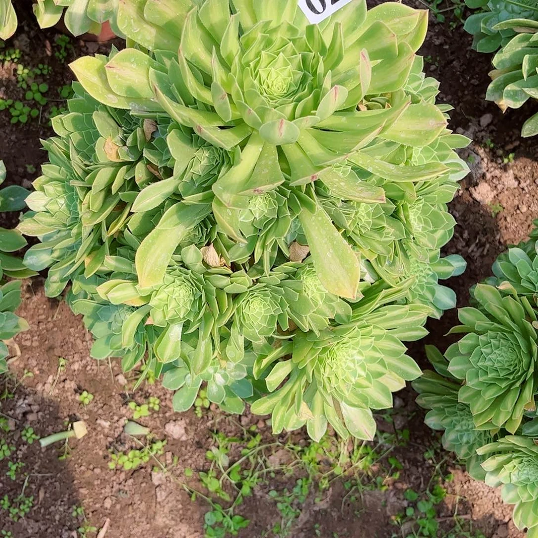 多肉植物028多肉