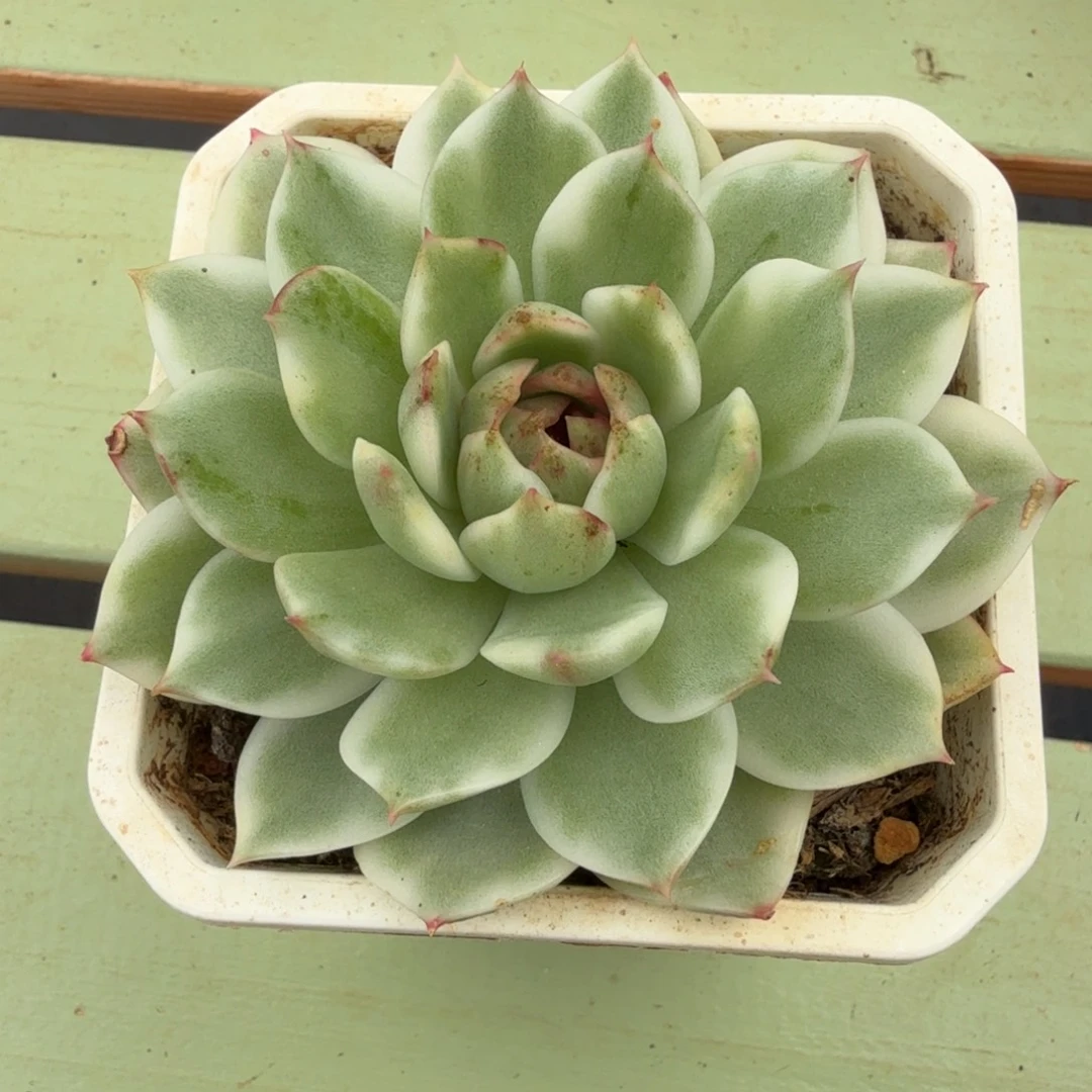 绿水晶玫瑰锦锦上园艺一物一拍