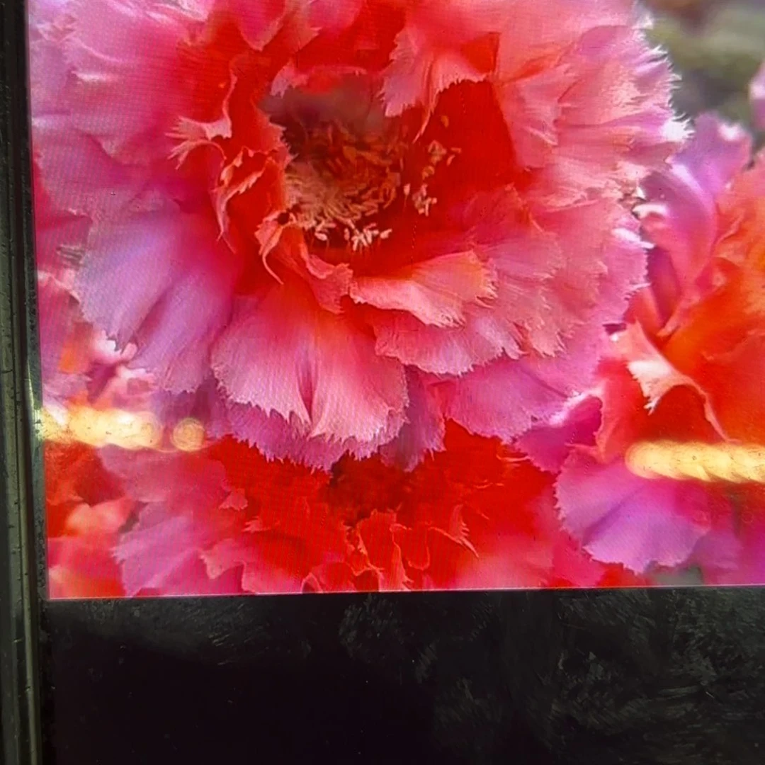 魅羽彩侧牙20包邮仙人球44