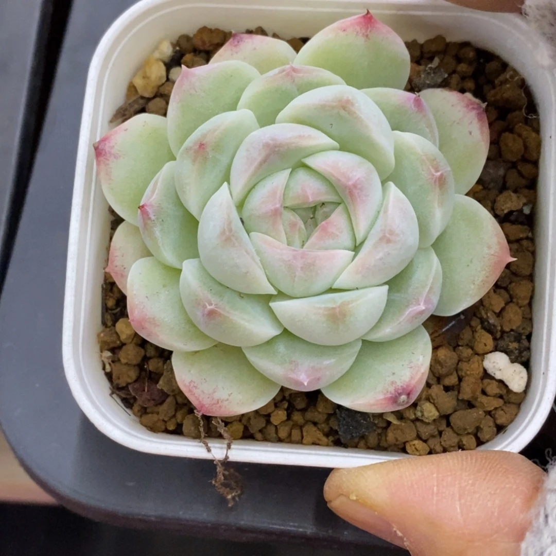 精品多肉一物一拍不包整361