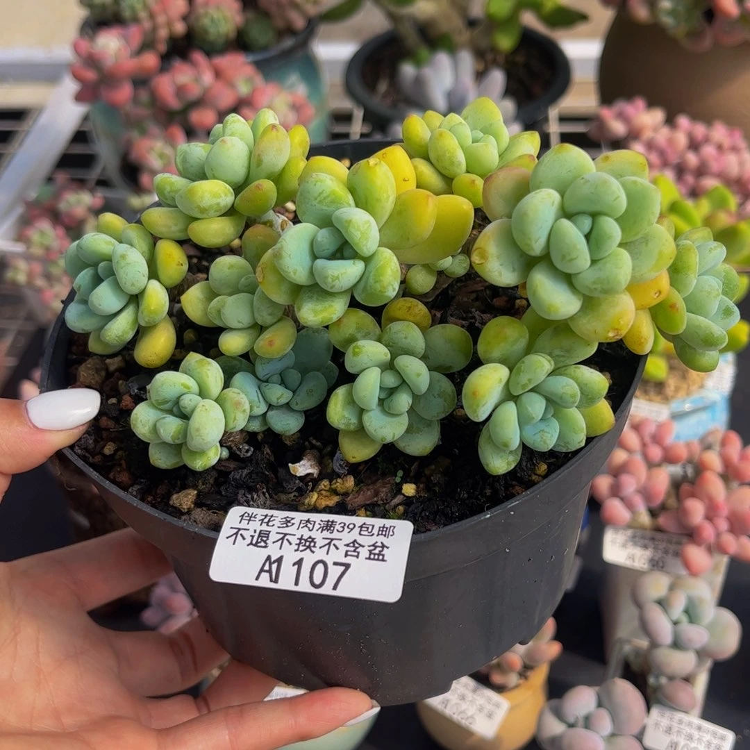 107-白底樱花罗琦多肉11cm不包整