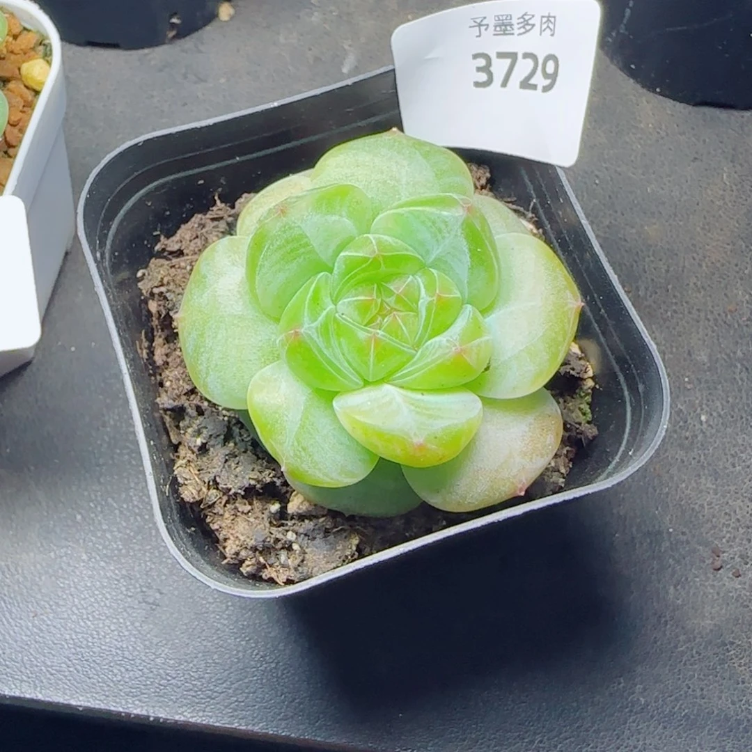 福利，3729多肉植物