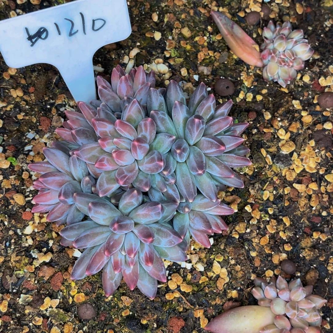 1210号晚上多肉植物群生