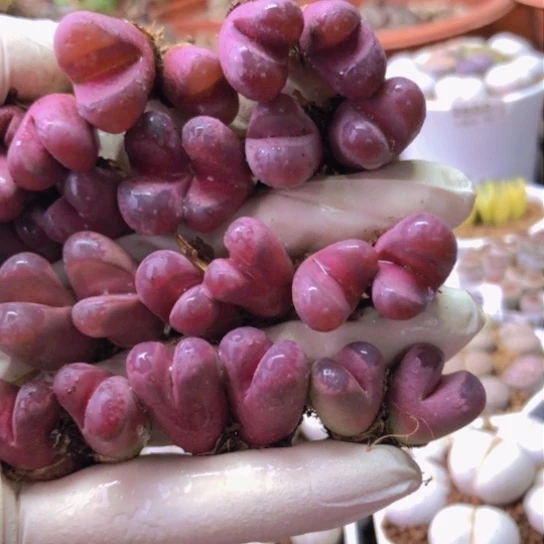 2873，12棵小双头如图