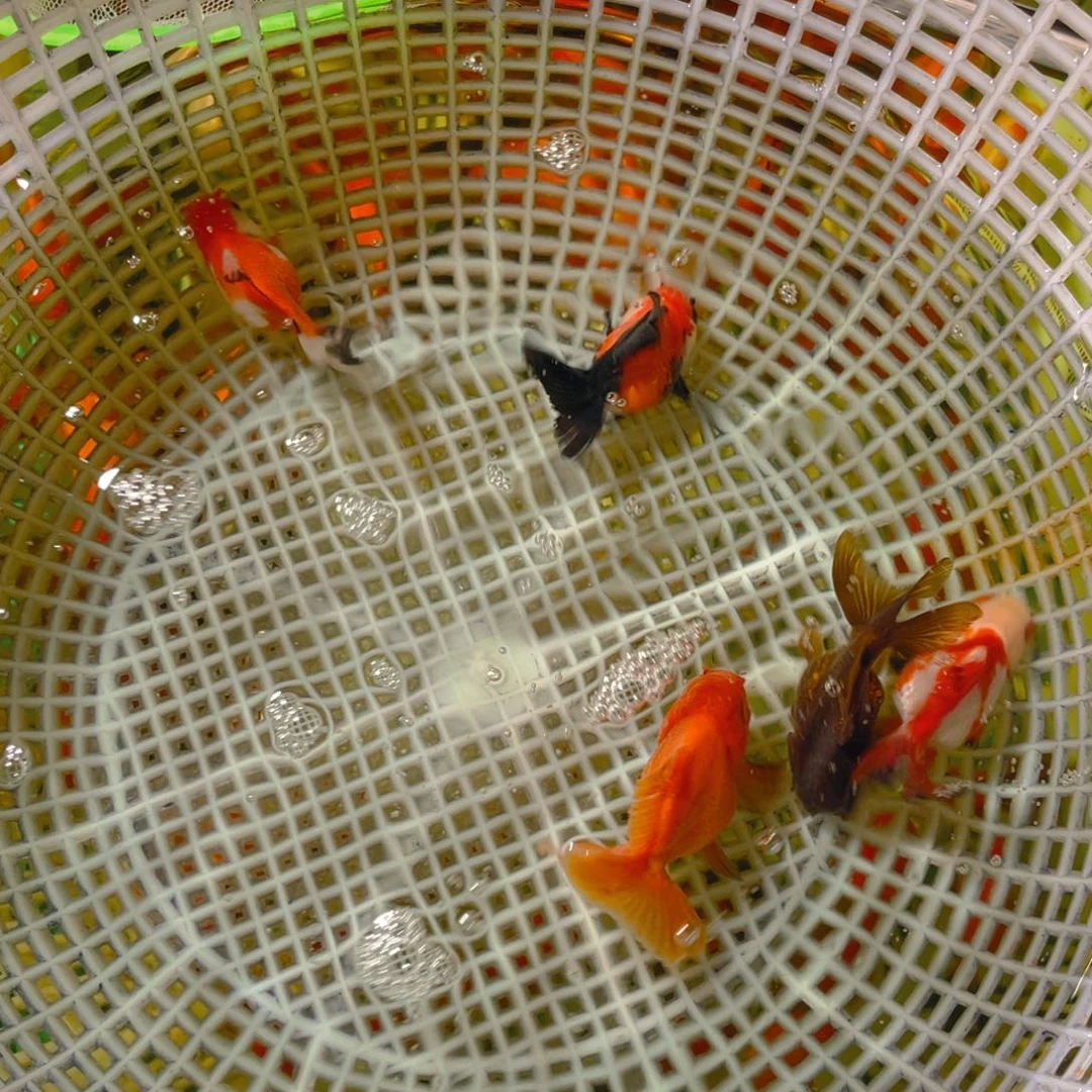 海水鱼花泰狮金鱼8号