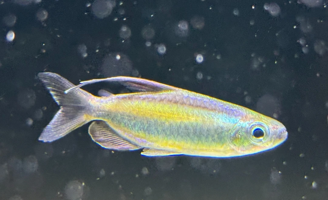 黄金刚果二线灯鱼观赏鱼小型热带鱼南美灯鱼非洲彩虹小金条