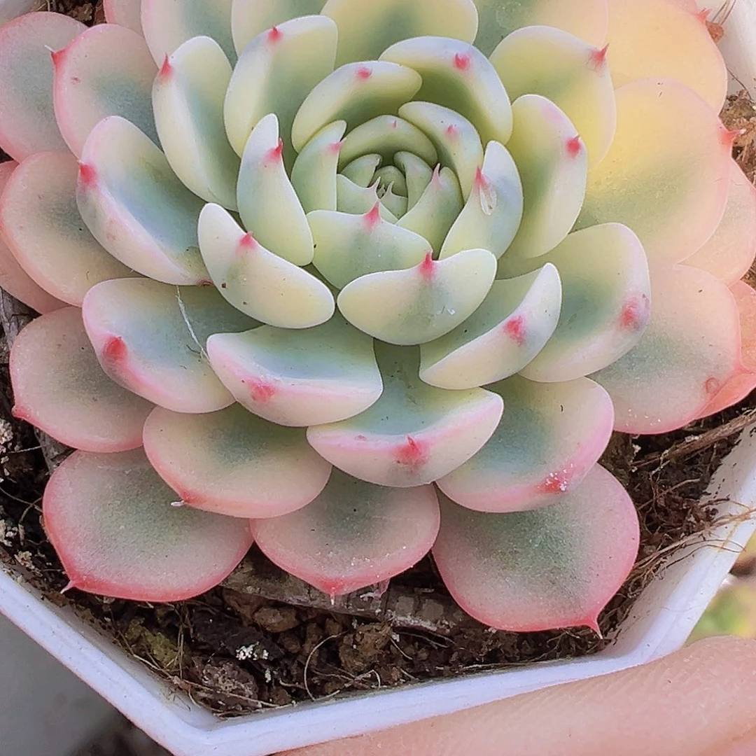 姬莲锦19包邮多肉植物