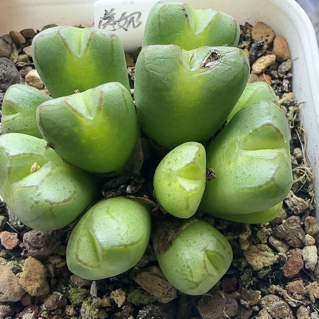 送奶工杂交12头群生