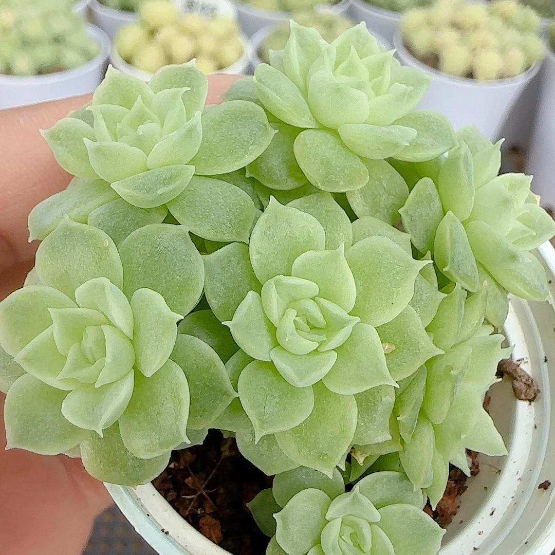 【闪购商品】1014-113优选麦杆