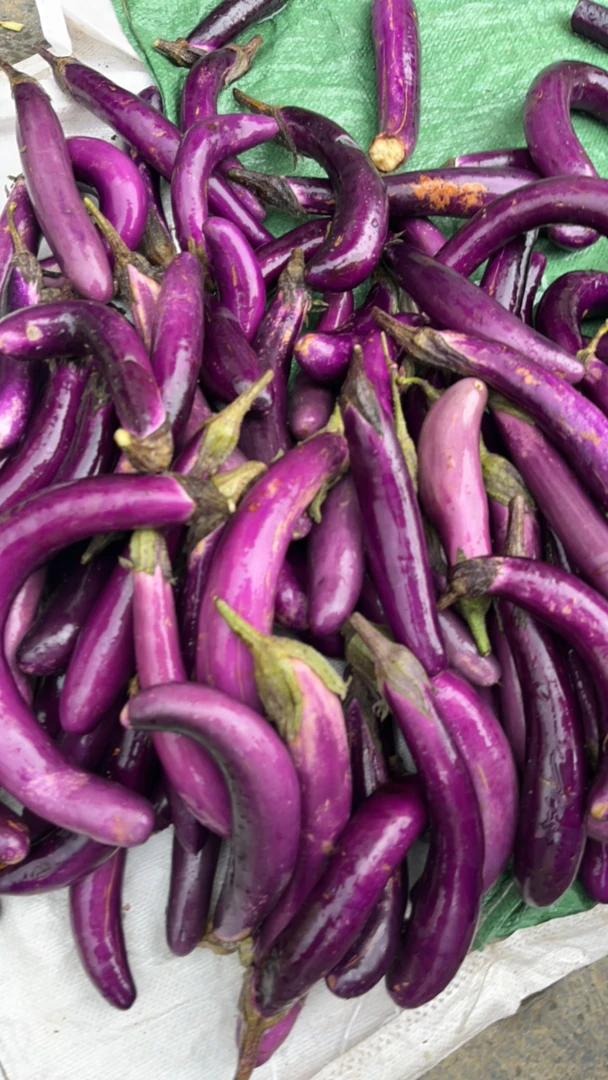 云南保山新鲜农家紫皮小茄子自然现摘面包茄子烧烤茄子