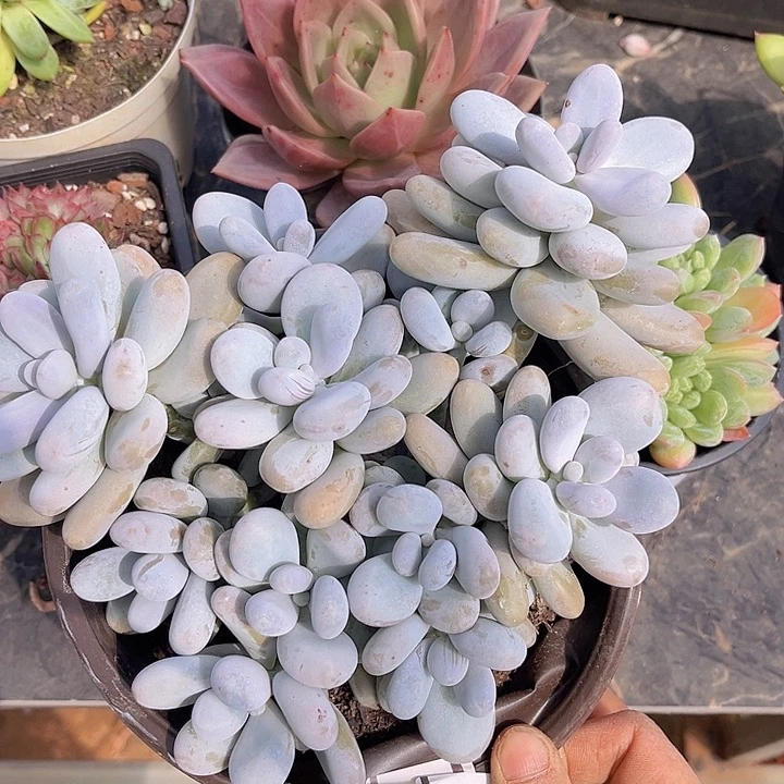 奶酪17148多肉植物