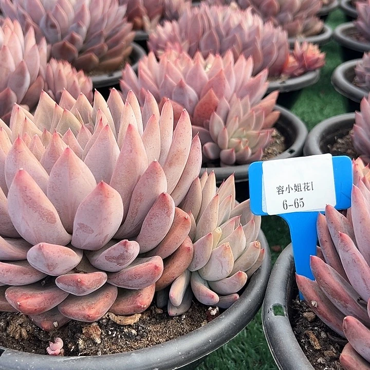 6.65沈美人一个群