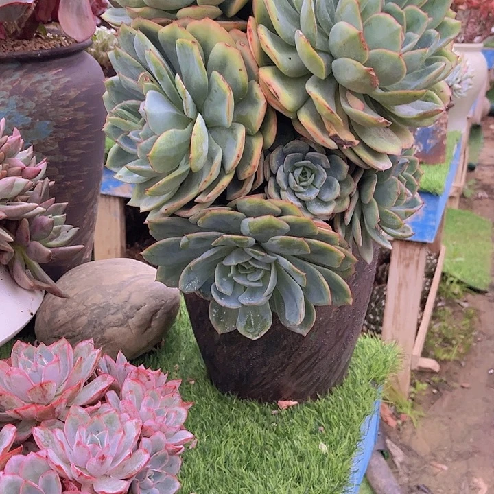 虹****带盆哈哈哈哈哈哈哈哈哈哈这
