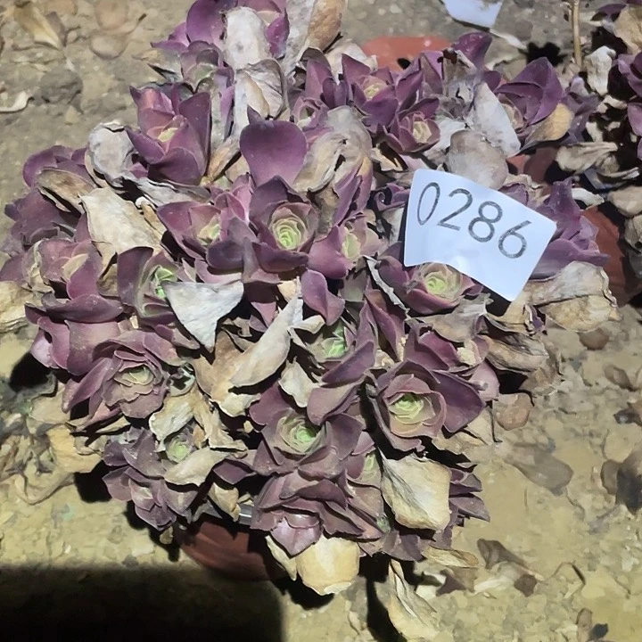 多肉植物法师286美金玫瑰