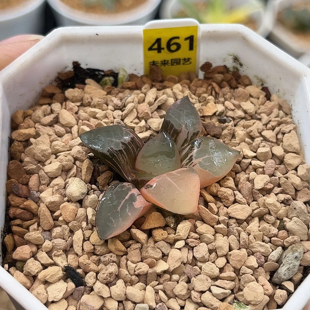 461火凤凰克锦福利