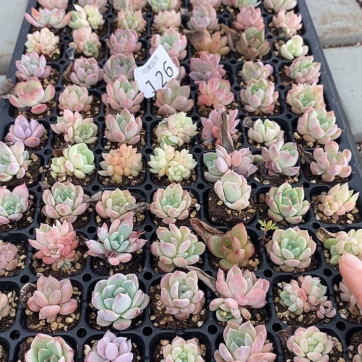 126 多肉植物组合盆栽花卉
