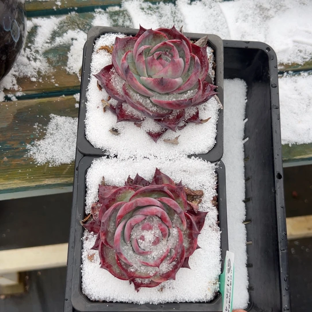 多肉一物一拍0126-402