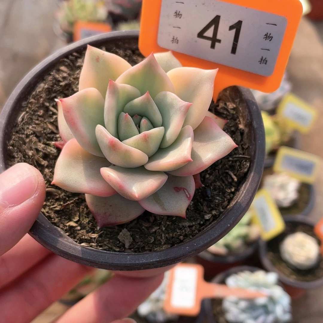 【闪购商品】41卡梅拉锦