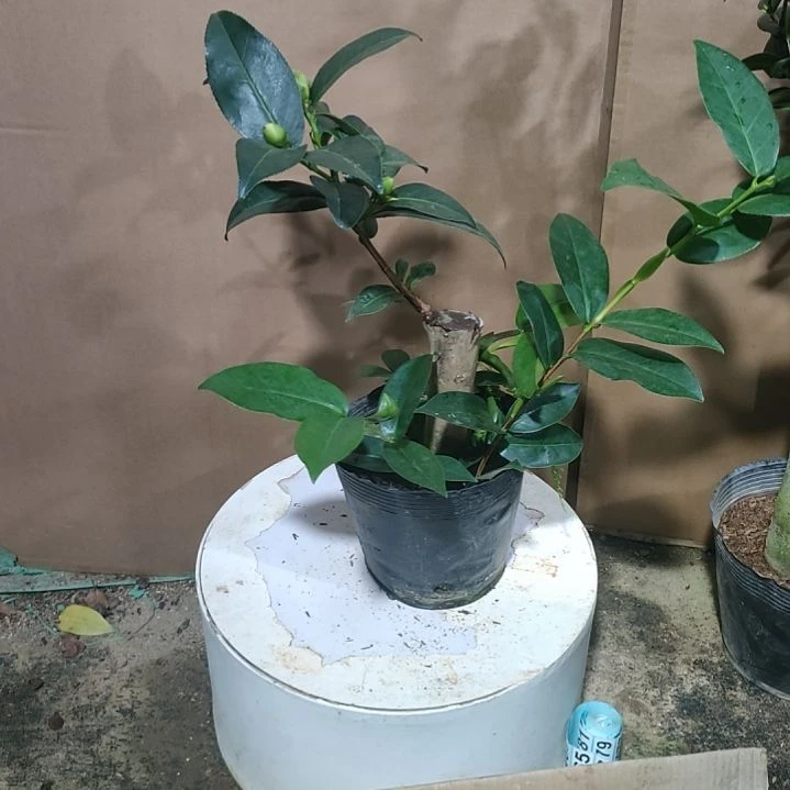 432四季海棠，原盆原土发货了，不包邮。