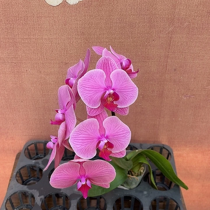 不****完全开放0988蝴蝶兰实生