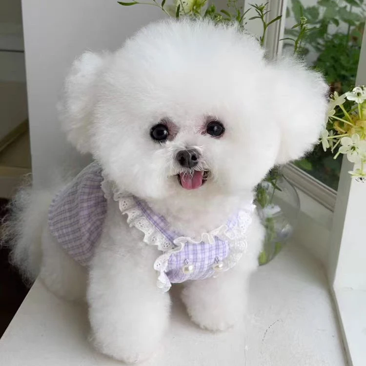 春夏公主新款狗猫咪宠物裙子泰迪蕾丝款雪纳瑞小型犬狗狗小体衣服