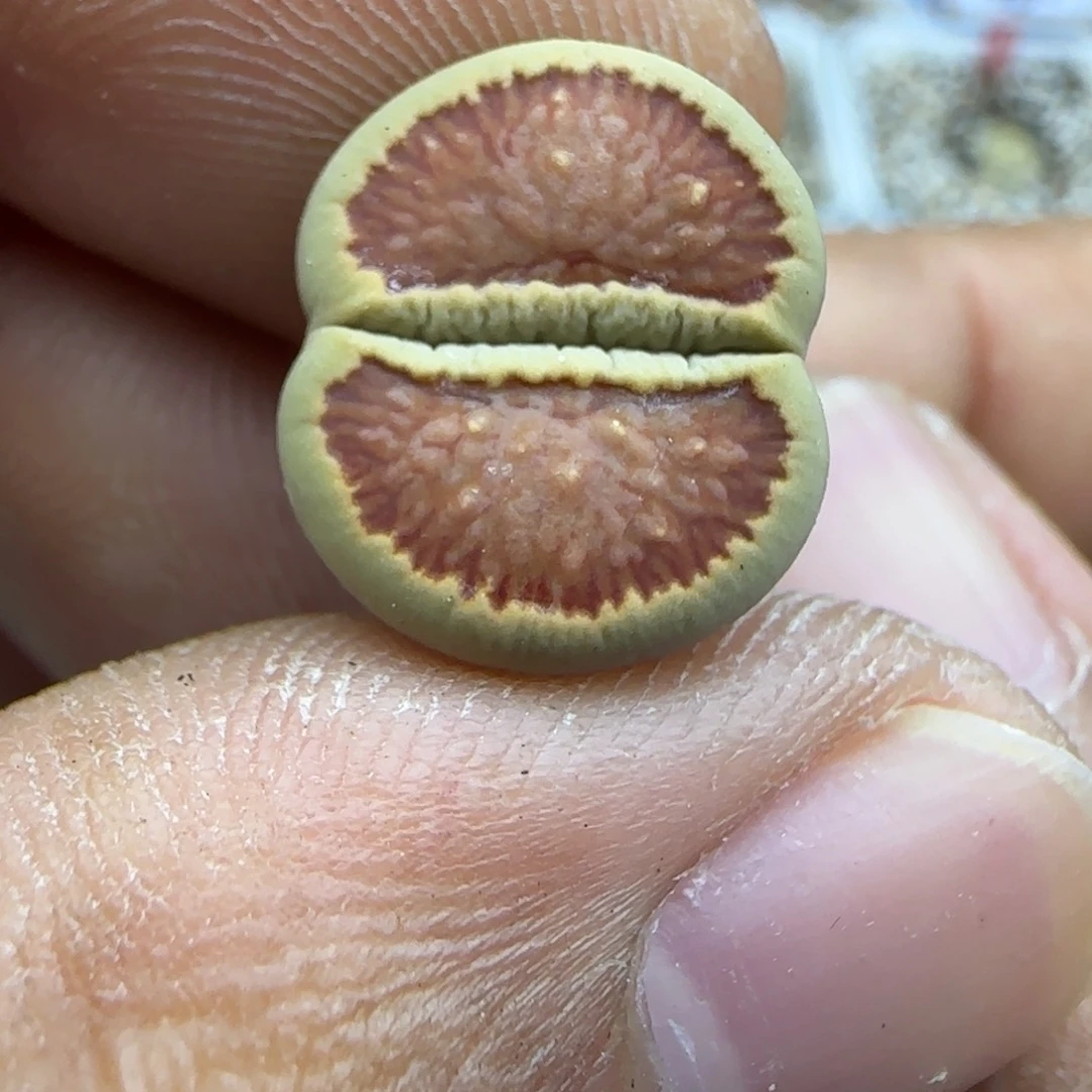 241 生石花大棚直播