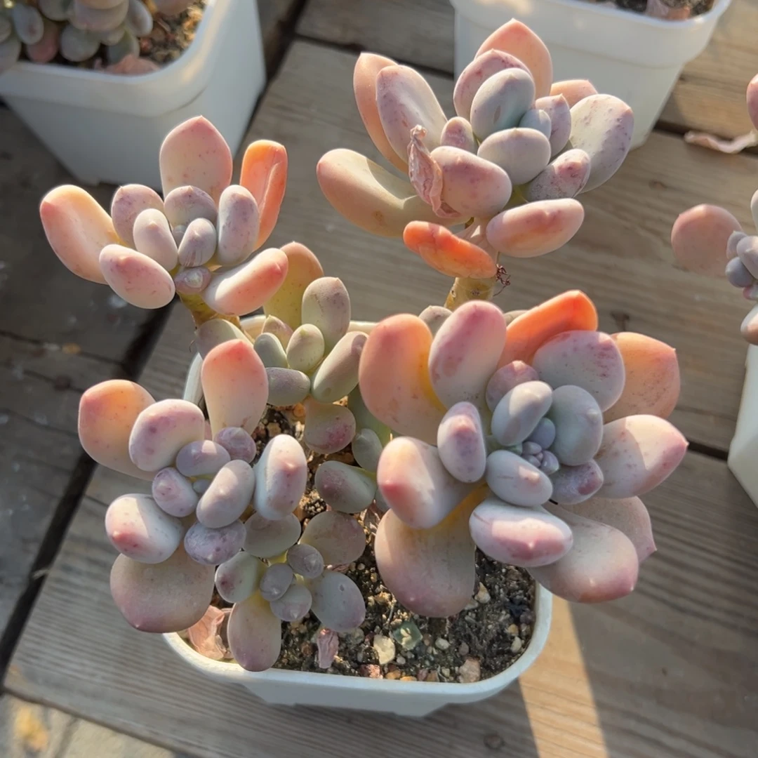 特价咖啡美人111111111111