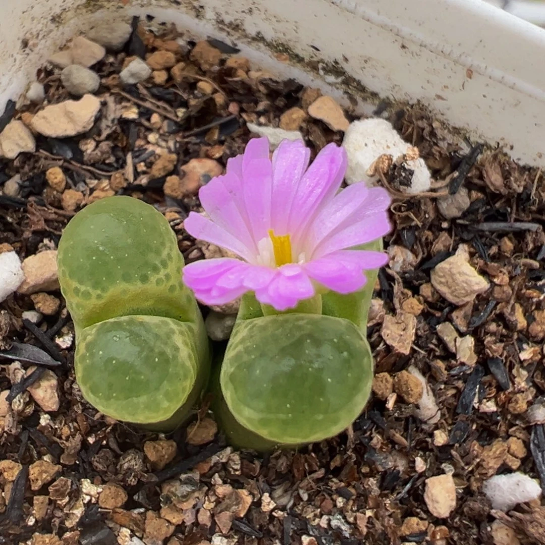 88多肉植物百科樱花1453.9