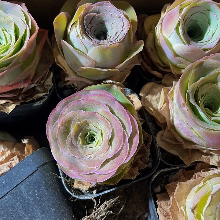 粉酒杯玫瑰带盆土发