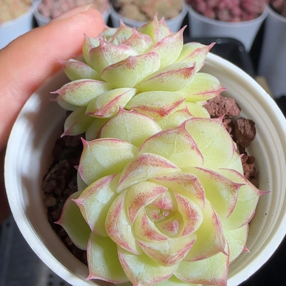 多肉1222-19女王玫瑰