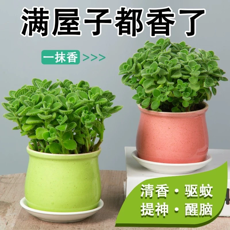 碰碰香盆栽花卉一抹香驱蚊驱虫植物净化空气除异味阳台办公室绿植