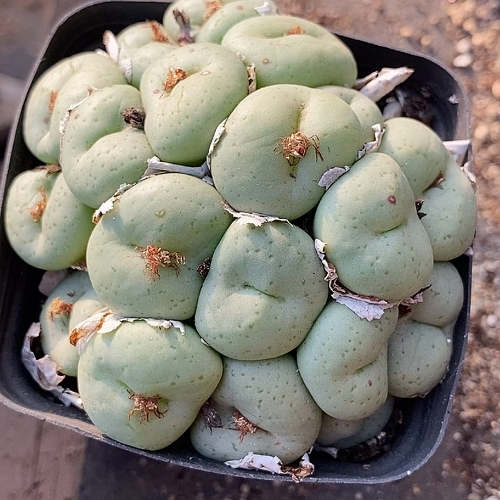 17532吕氏大饼母本