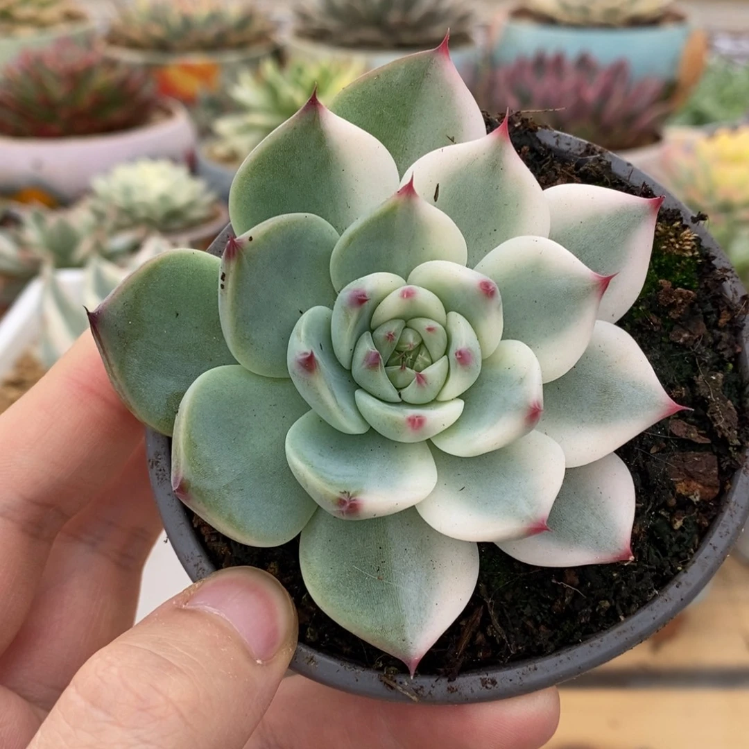 728半覆轮吉娃娃锦锦锦锦锦