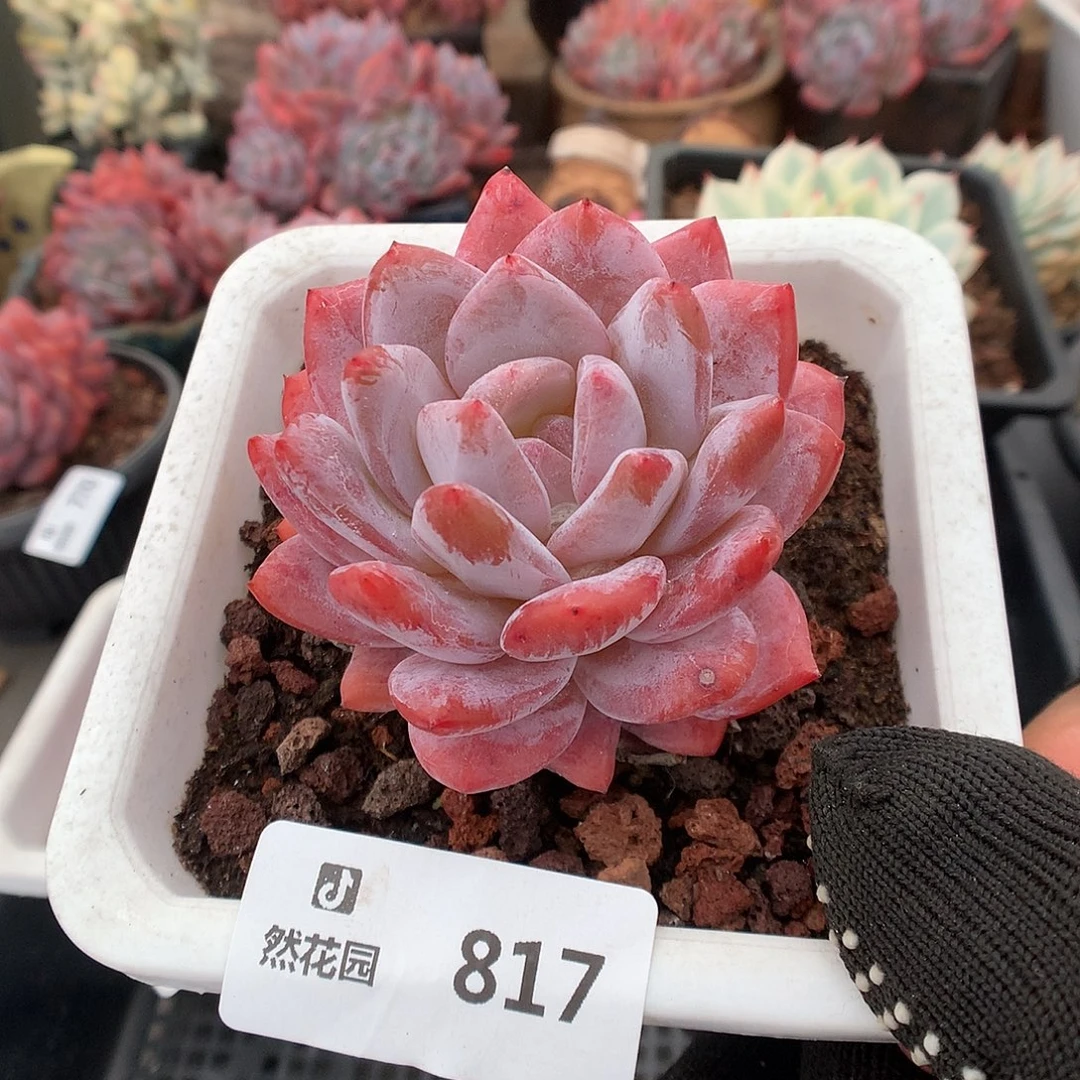 817雪天使多肉植物6666
