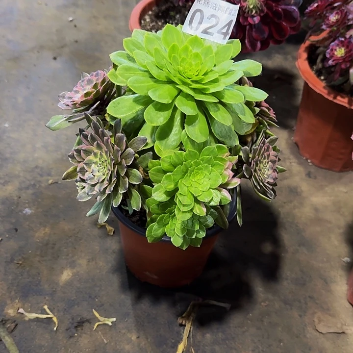 花脸粉黛02400000000