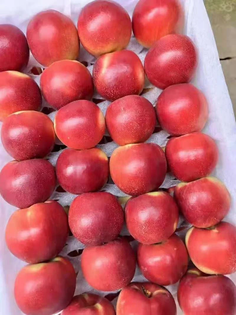 山西运城露天头茬珍珠枣油桃脆甜离核新鲜应季水果自家现采现发