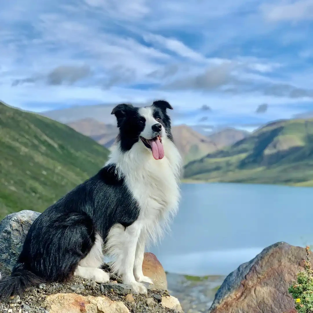 旺财宠物狗狗活体边境牧羊犬边牧幼犬