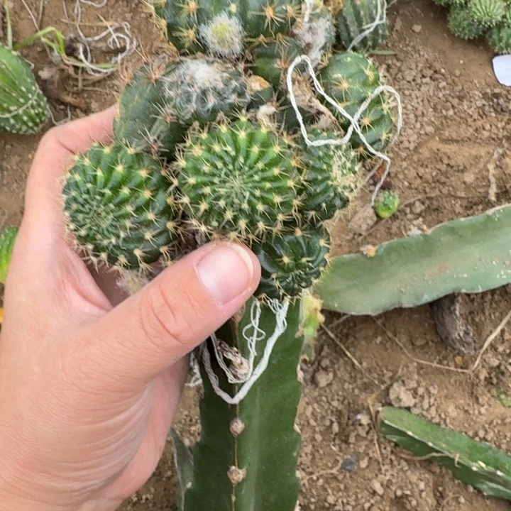 316嫁接丽花修根发货斑