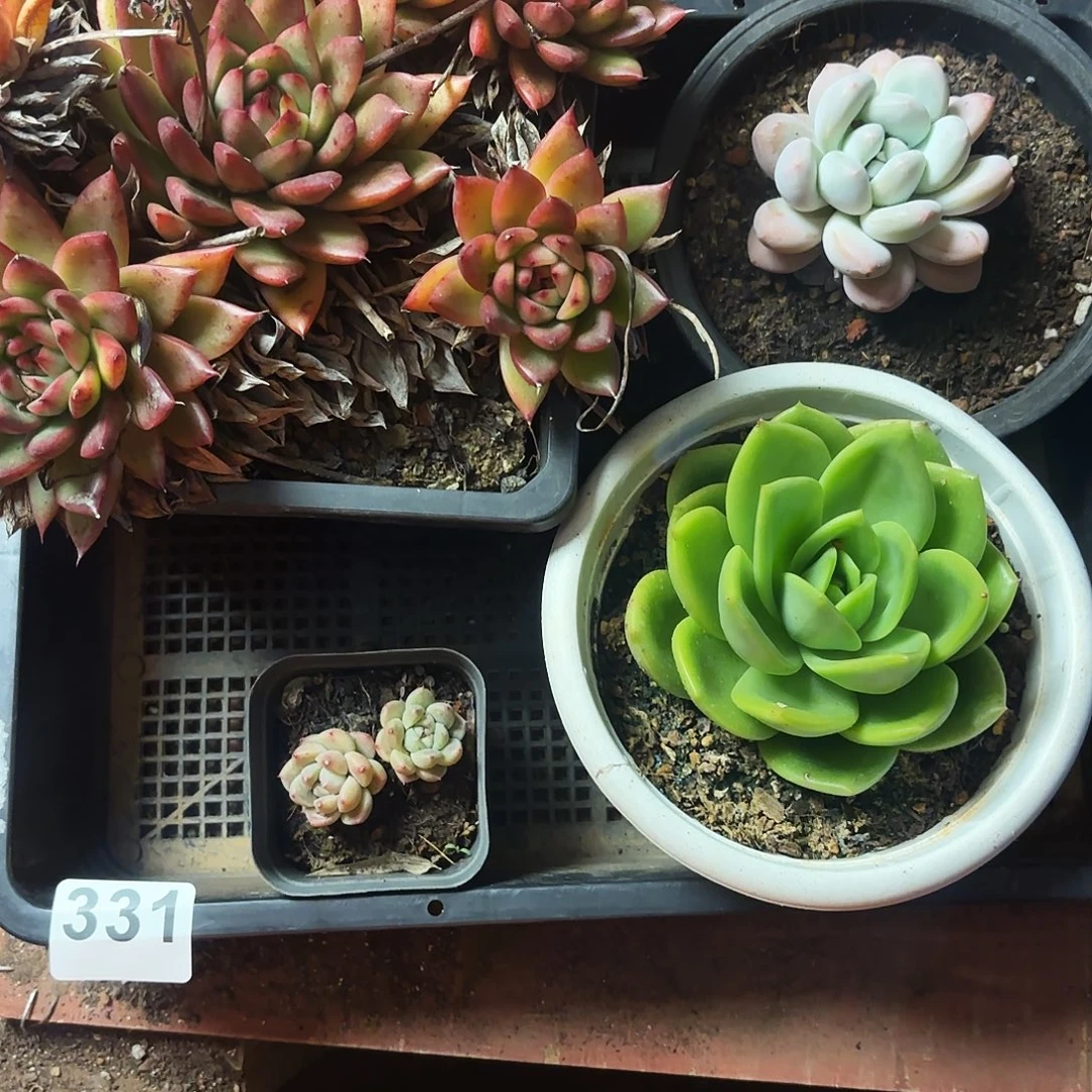 多肉植物空拍331号冬云断头吊之不售后