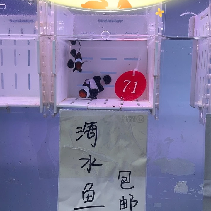 海水鱼精品奥黑小丑